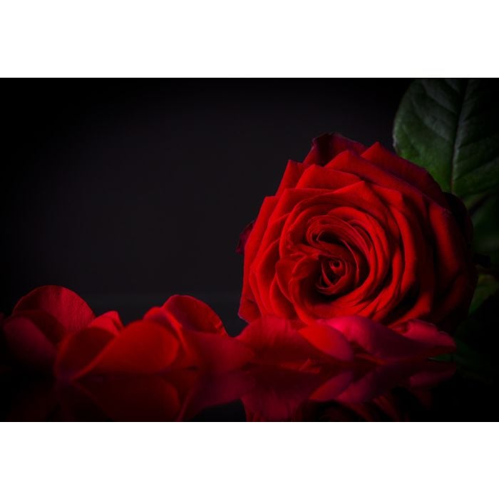 Natural Red Roses Background - ID # 60491439