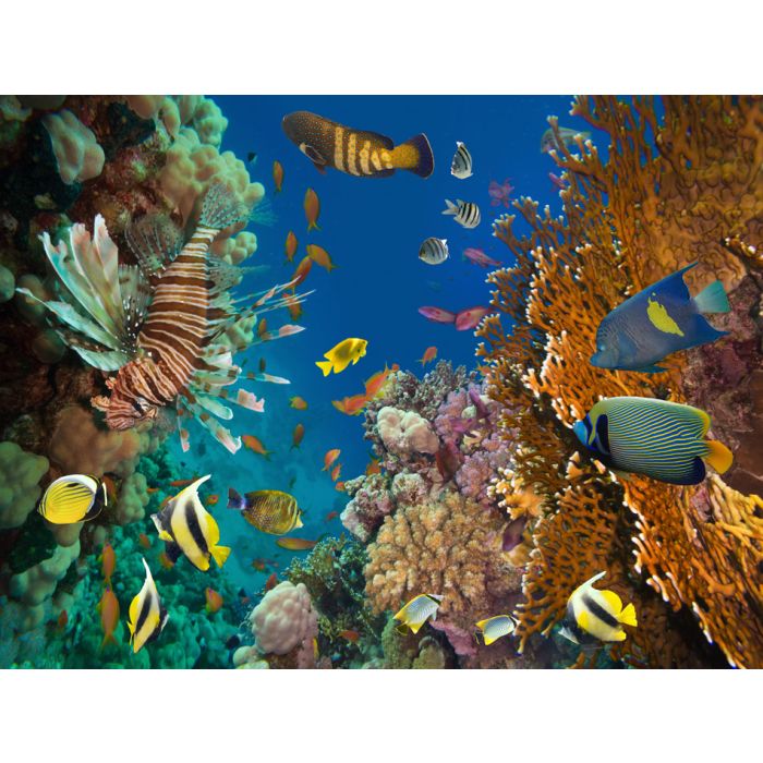 Coral And Fish In The Red Sea - Egypt 4 - ID # 60522167