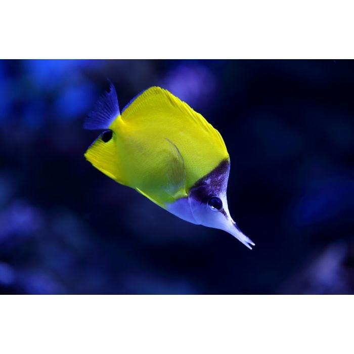 Yellow Tropical Fish Swims In Aquarium - ID # 60716694