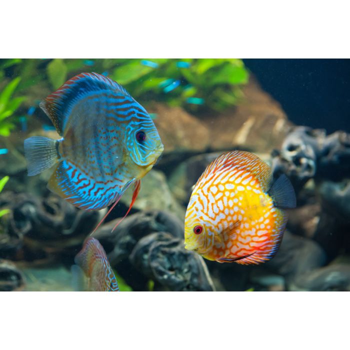 Discus - Exotic Aquarium Fish Close Up - ID # 61075298