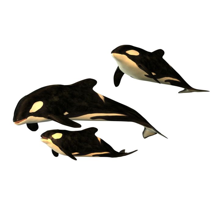 Killer Whale - ID # 6347796