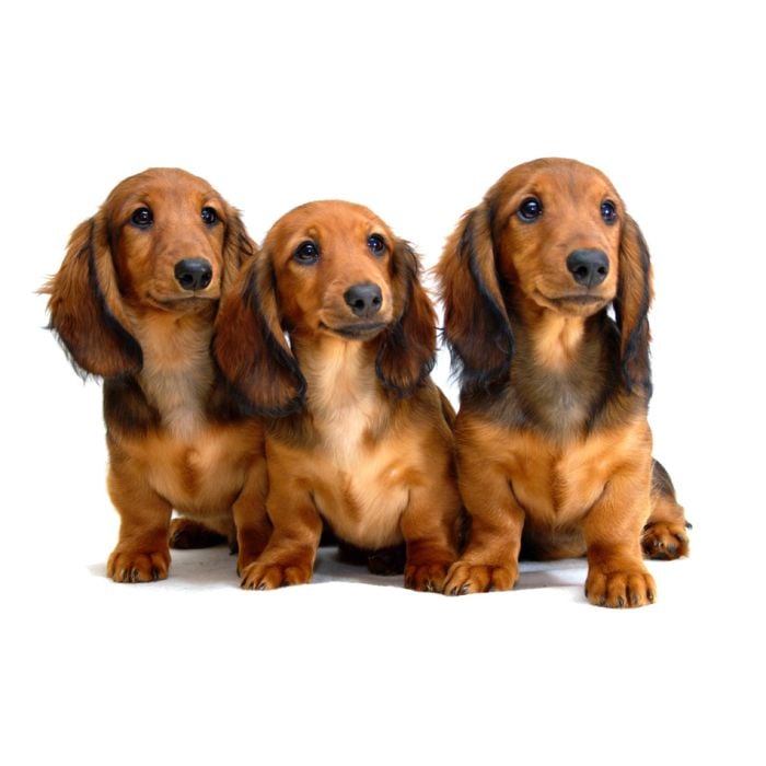 Three Longhair Dachshund Puppies - ID # 7539475