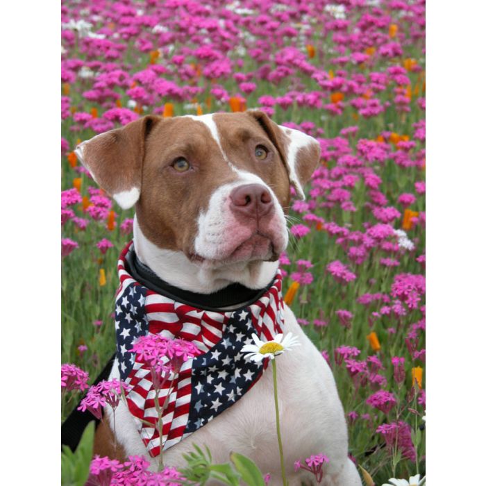 Flowering Pitbull - ID # 7923788