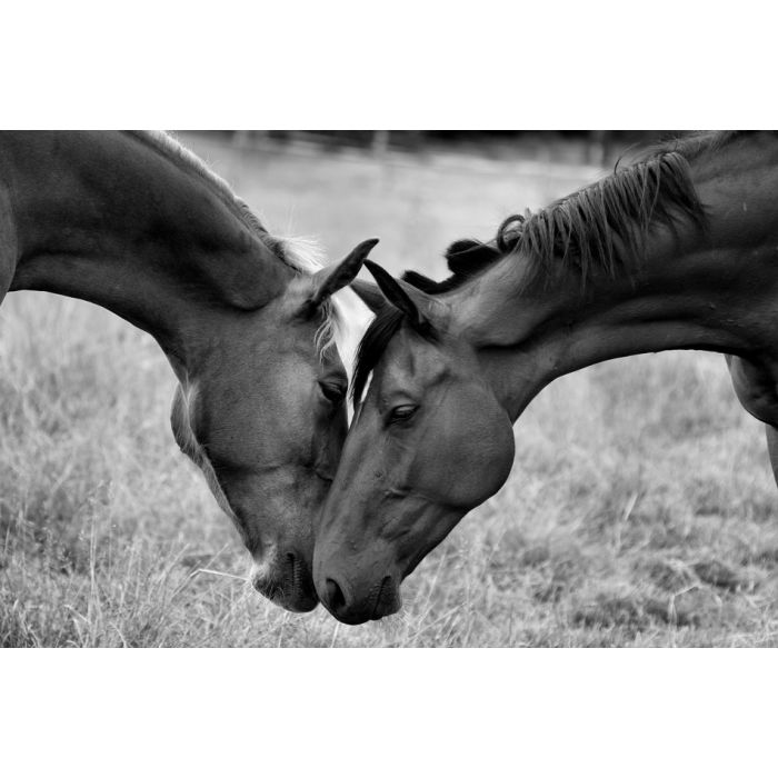 Horses Kissing - ID # 7965011