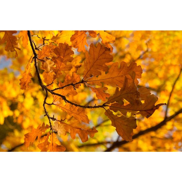 Branch Of A Oak With Yellow Autumn Leaves - ID # 97010002