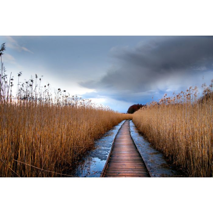 Boardwalk Path Through Wetlands Area In Early Spring - ID # 101741062