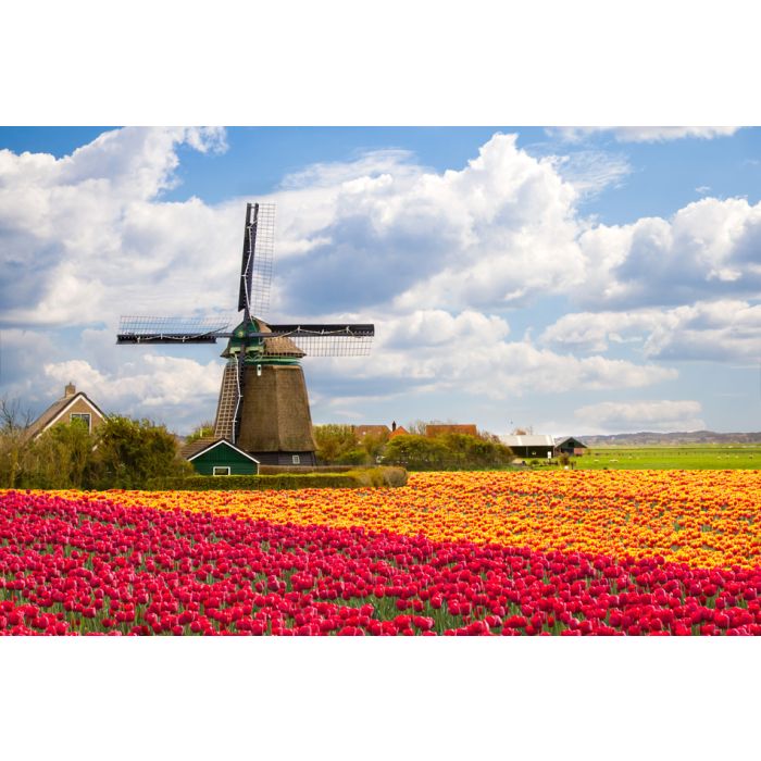 Windmill With Tulip Field In Holland - ID # 103740818