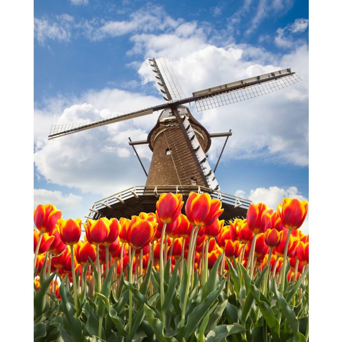 Windmill With Tulips In Holland - ID # 104128949