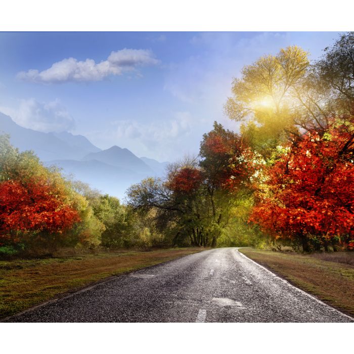 Paved Road In The Autumn Forest - ID # 117589897