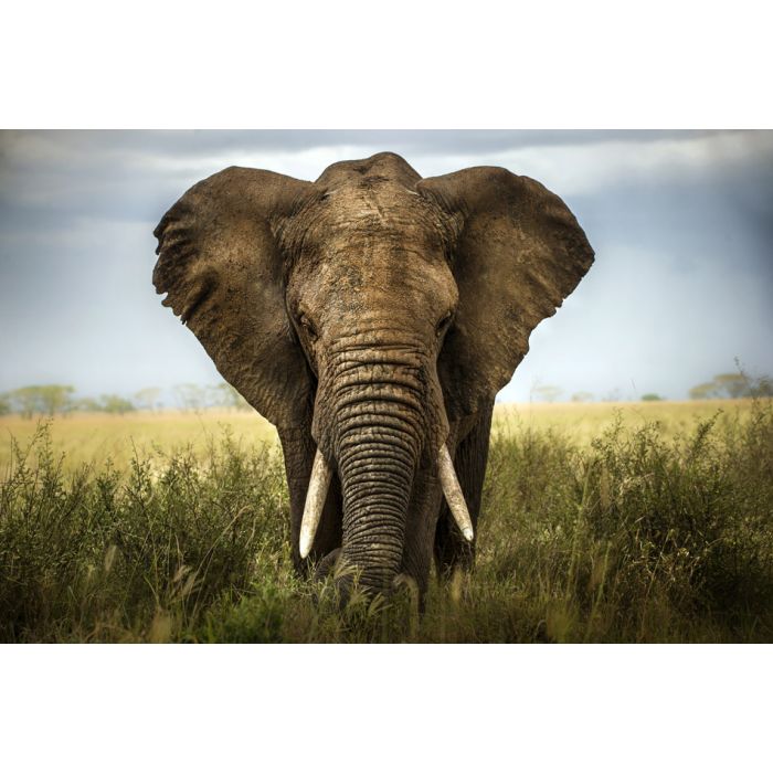 Majestic Elephant frontal View in a meadow in Africa - ID # 133689230