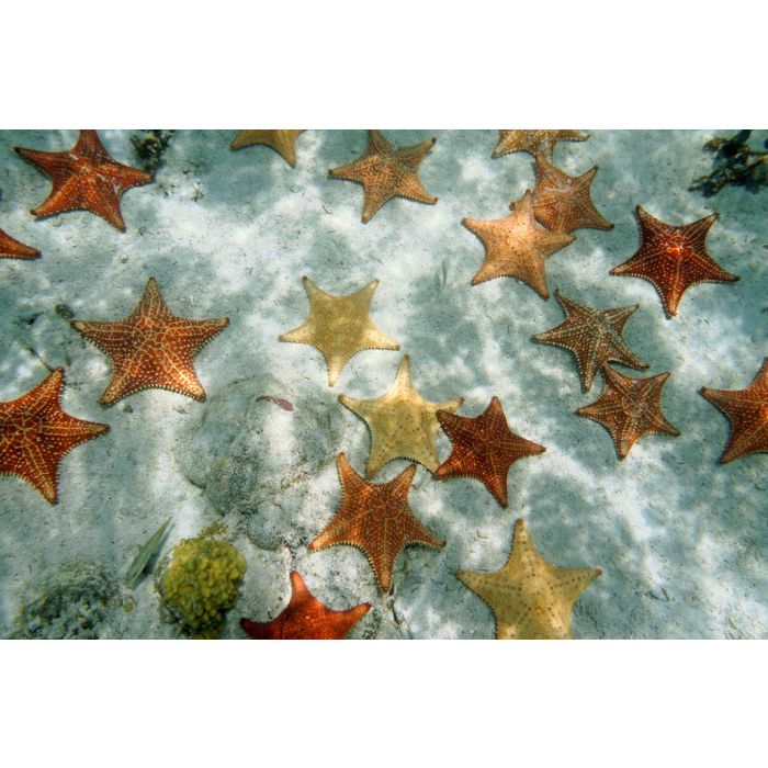 Many Cushion Starfish Underwater On Sandy Ocean Floor  - ID # 137475377