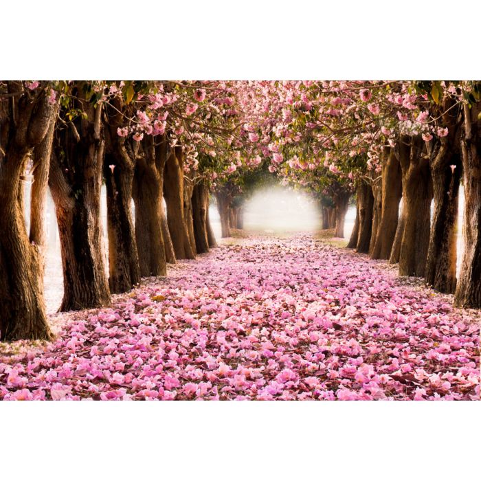 The romantic tunnel of pink flower trees - ID # 143201758