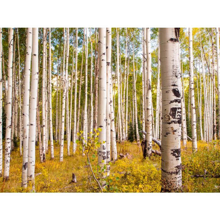 In the san juan range of the Colorado Rocky Mountains 2 - ID # 154015595