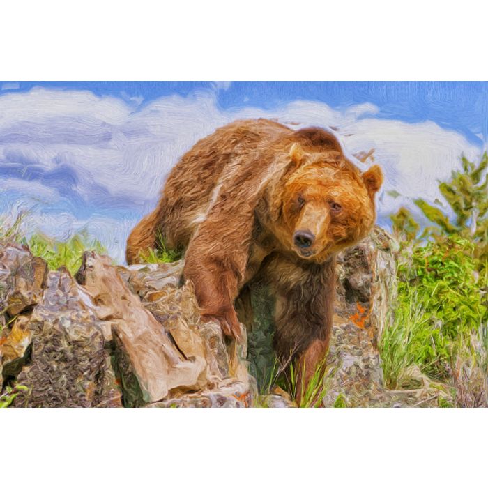 Large male grizzly bear crossing Montana ridge - ID # 169245218