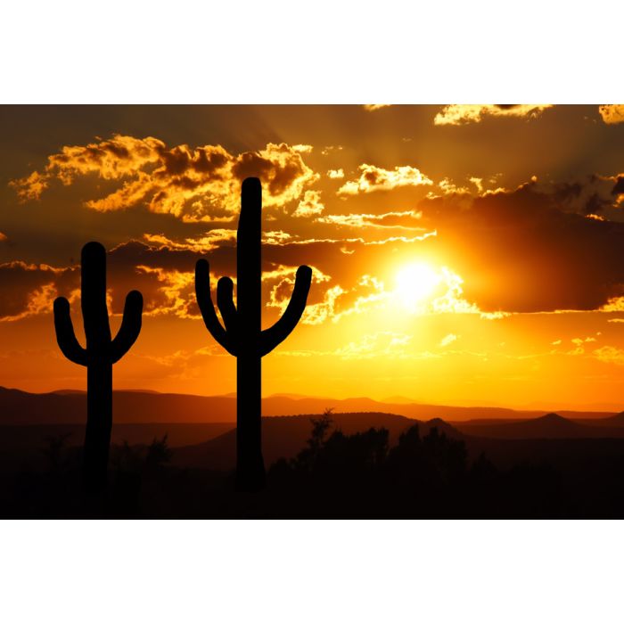 Arizona Desert Sunset With Giant Saguaro Silhouette - ID # 175129736