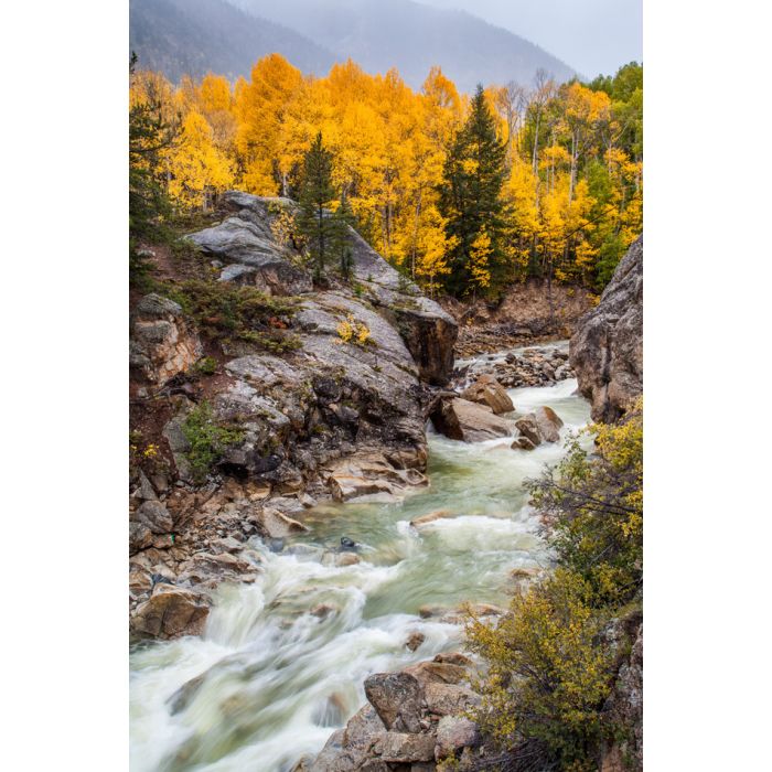 fall color in Colorado mountain Aspen CO - ID # 175260554