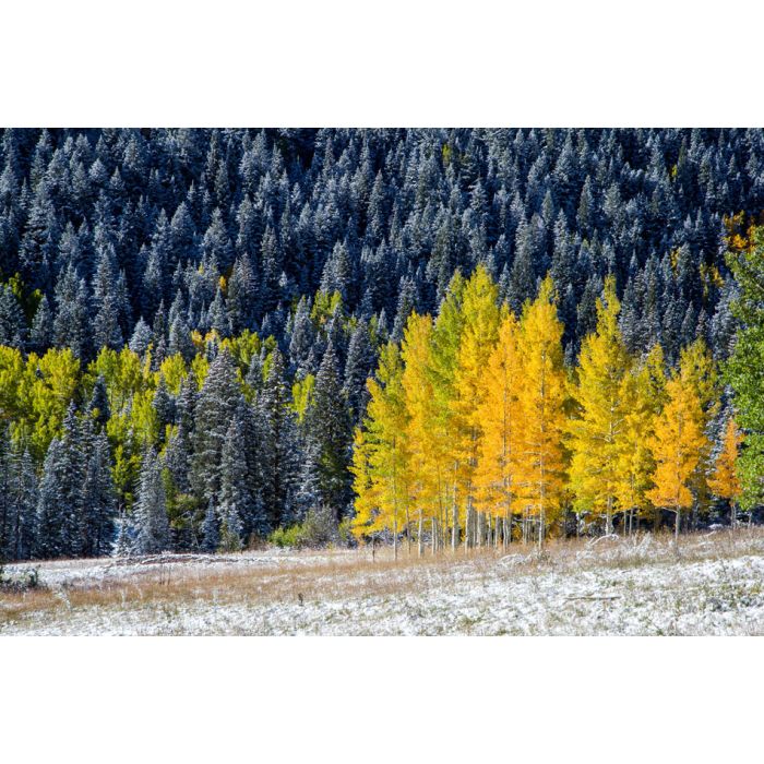 Yellow aspens in Colorado mountain in fall Aspen CO - ID # 179944427