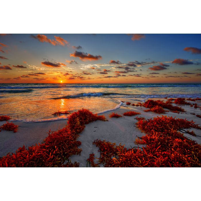 Colorful Early Sunrise Over Beautiful Sea Shore With A Bright Seaweed  - ID # 182440463