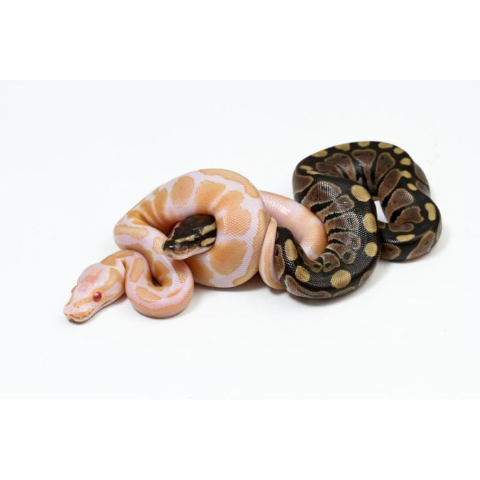 butter ball python and Albino Ball Python on white bg - ID # 192512552