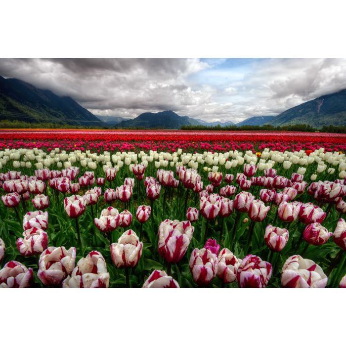 Majestically colorful tulip field with scenic mountains - ID # 196085807