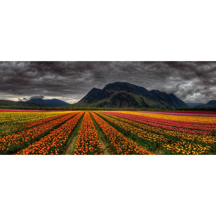 Panoramic photo of beautiful and bright converging rows - ID # 196225781