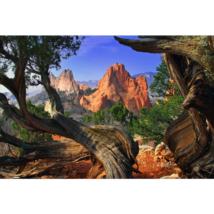 South Gateway Rock Formation Framed By Twisted Juniper Trees - ID # 19731967