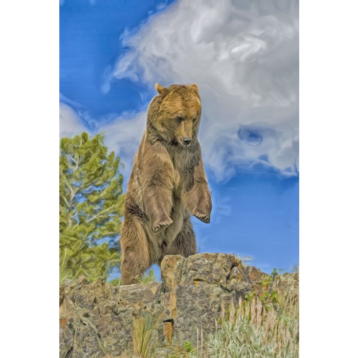 Grizzly bear rearing on Montana ridge - ID # 214552093