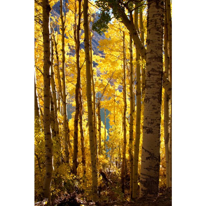 Brilliant fall colors in an Aspen forest at Lundy Lake  - ID # 231188617