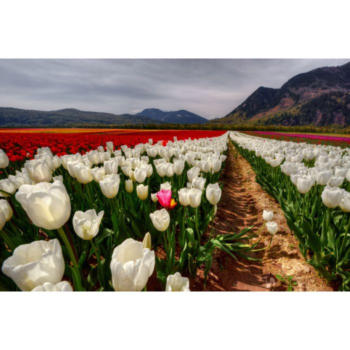 Two bright pink and yellow tulips - ID # 240461053