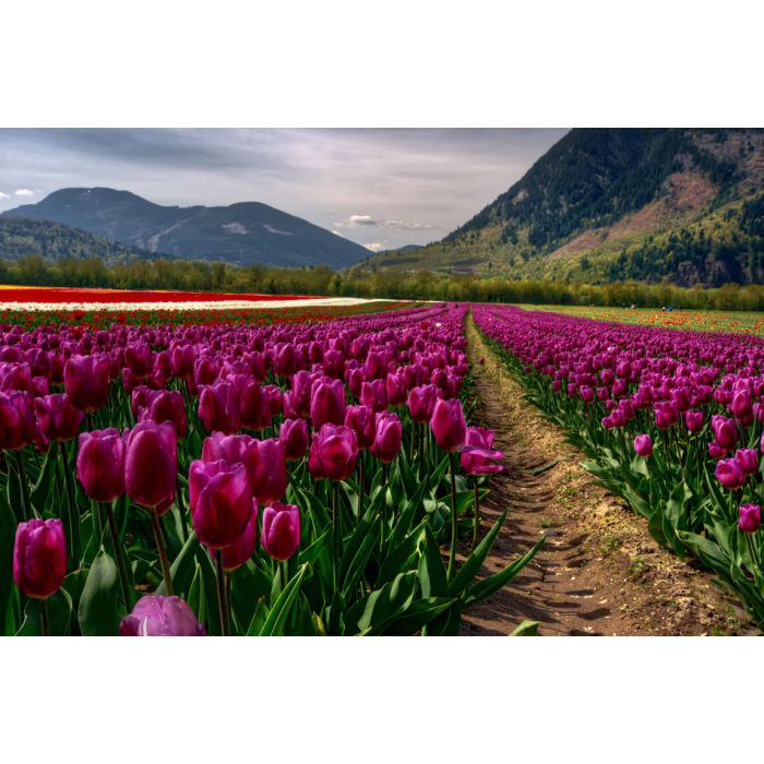 Rows of violet tulips before vast mountains - ID # 240461056