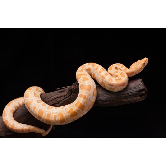 Burmese python - ID # 245166985