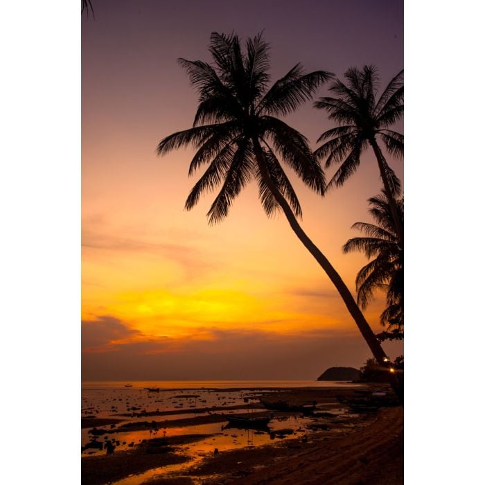 palm trees silhouette on orange sunset tropical beach - ID # 245593291