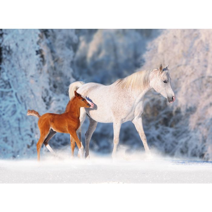 Arabian horse mare and her young colt running through snow - ID # 246300046