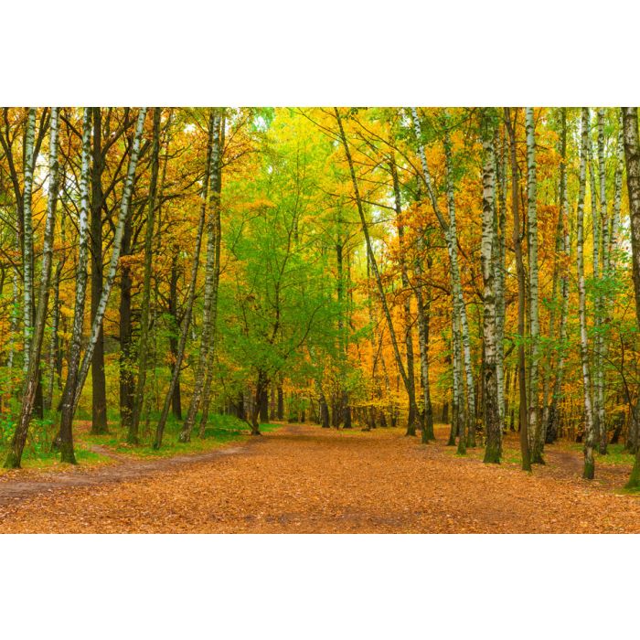 wide path in autumn park with birches - ID # 247093270