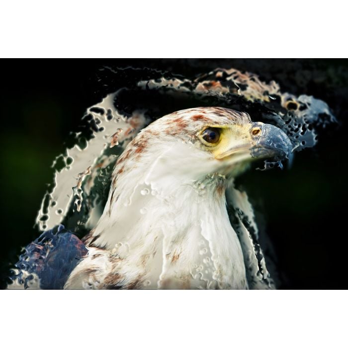 African Fish Eagle illustration - ID # 248372959