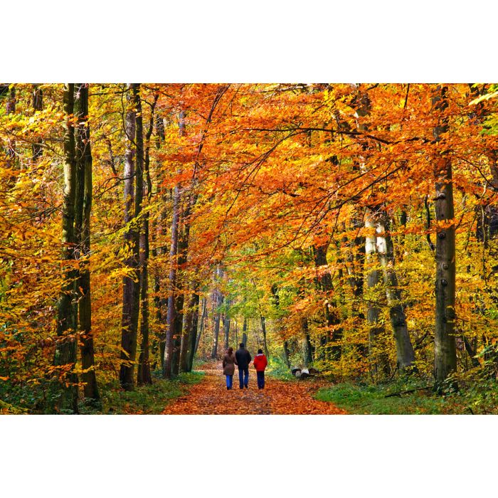 Walking through autumn park - ID # 35638726