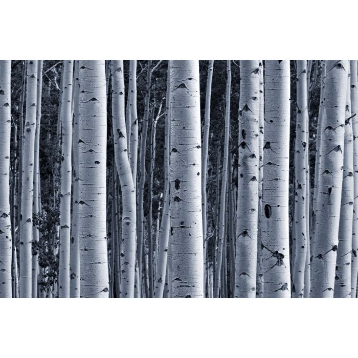 Aspen forest - ID # 55724620