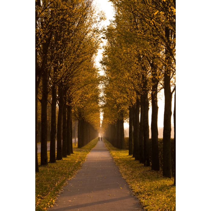 Autumn pathway with two bikers - ID # 65583547