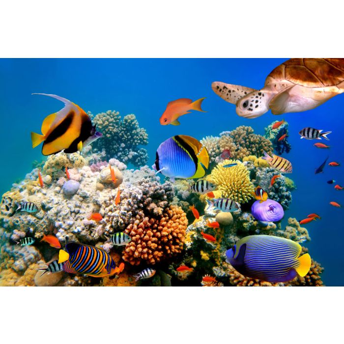 Photo of a tropical fish and turtle on a coral reef - ID # 77259856