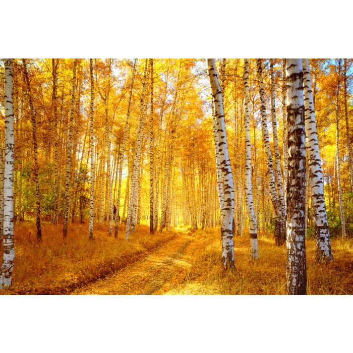 Vivid Colors Of Autumn Birch Forest - ID # 8645371