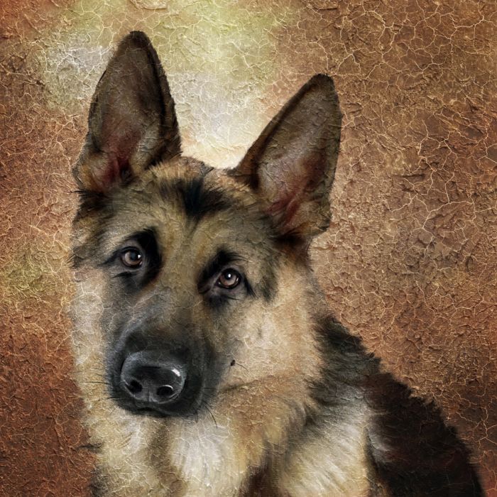 German shepherd portrait Simulation of old painting style - ID # 87265447