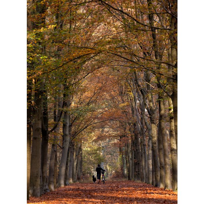 unrecognizable woman walking her dog in a symmetrical - ID # 88219081