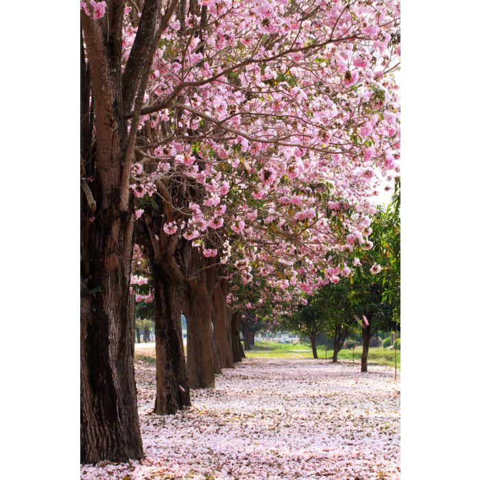 Cherry blossom trees garden - ID # 93909949