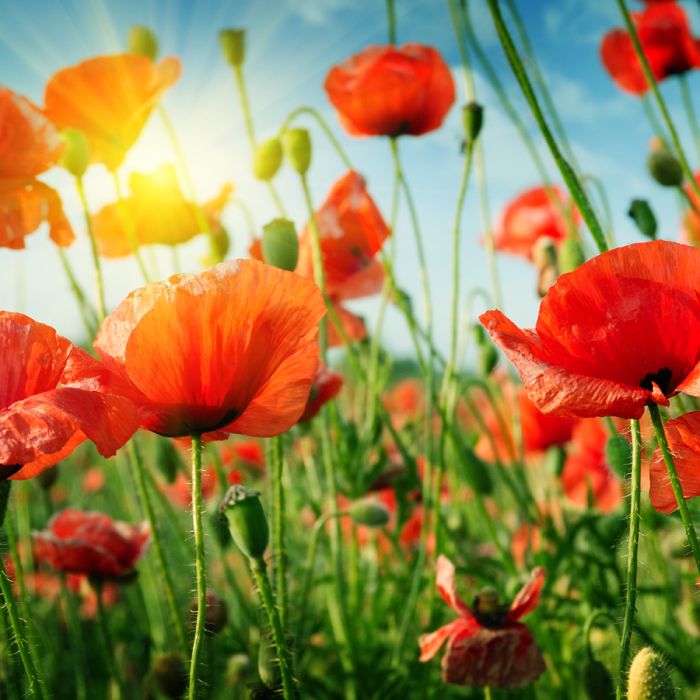 Poppies Field In Rays Sun - ID # 98607857