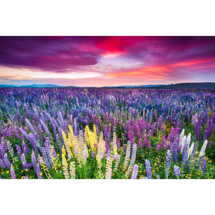 Sunset Is In The Flower Field - ID # 98658497