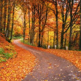 Nature Escape - AcousticART - The perfect harmony of sight and sound.