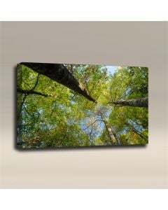 AcousticART Curated Nature Collection #N3L3 Garden at Angkhang mountain - Size: 36" W x 24" H x 2" - Landscape