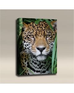 AcousticART Curated Nature Collection #N3P2 Cheetah in the Wild - Size: 36" L x 24" W x 2" - Portrait