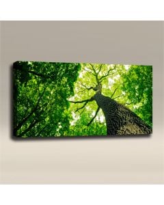 AcousticART Curated Nature Collection #N4L1 Verdant Tree in Old Forest - Size: 48" W x 24" H x 2" - Landscape