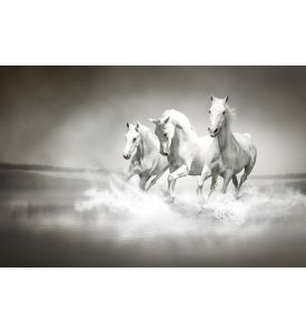 Herd of white horses running through water - ID # 109676912